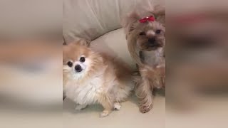 Бузова мои собаки провожают меня на сольник в Питер🐶❤️ 🐶 Бузова мои собаки провожают меня на сольник в Питер🐶❤️ 🐶