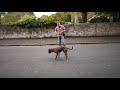 Some movement drills to teach your dog to walk with you