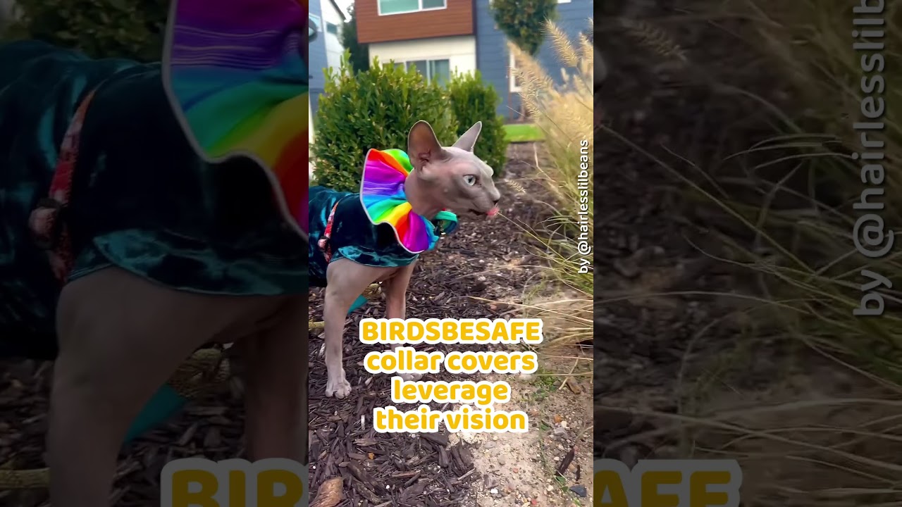 How Do Songbirds See? | Discover the Fascinating World of Bird Vision | Birdsbesafe 