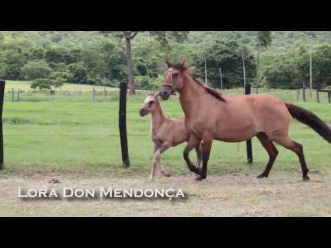 LOTE 20 - Lora Don Mendonça