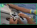 Animals That Asked People for Help & Kindness! Heartwarming Moments! #201