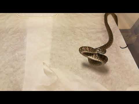 Angry Zebra Tiger Carpet Python