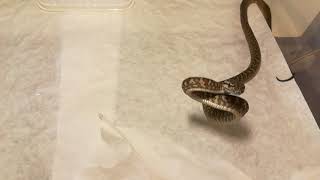 Famous Angry Zebra Tiger Carpet Python Net Worth