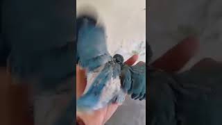 mashaAllah blue ringneck baby arabic топ pet birds petvlogger babyparrot pigeon petsvloging