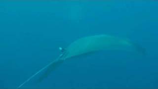Manta Ray Near Hideaway Island Efate, Vanuatu