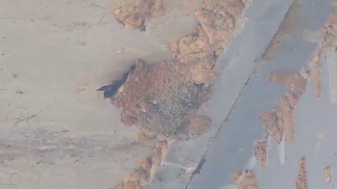 Cliff Swallow nest under a bridge.