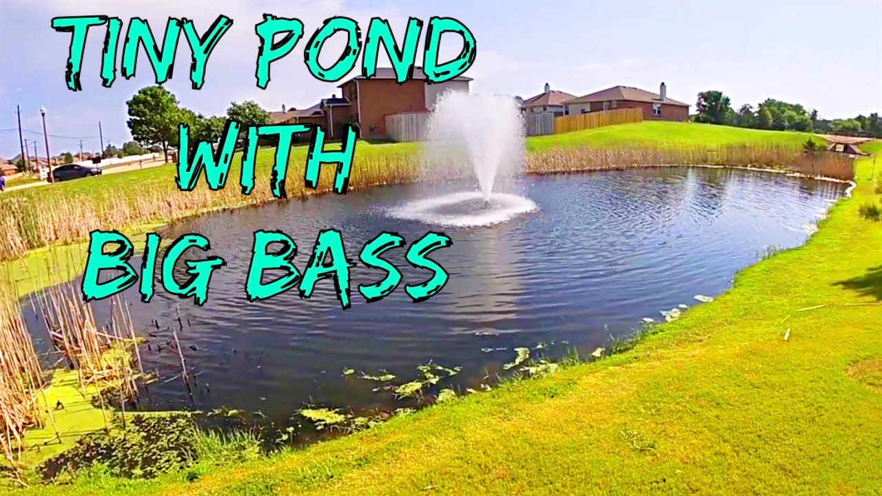 This Tiny Pond Has Big Bass