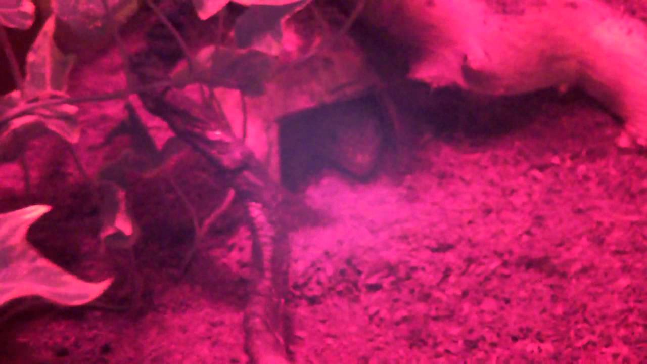 lizard skin grips my tokay gecko and her tank