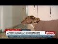 21 Casos de Abandono Animal en un Solo Año en el Parque Morelos en CDMX
