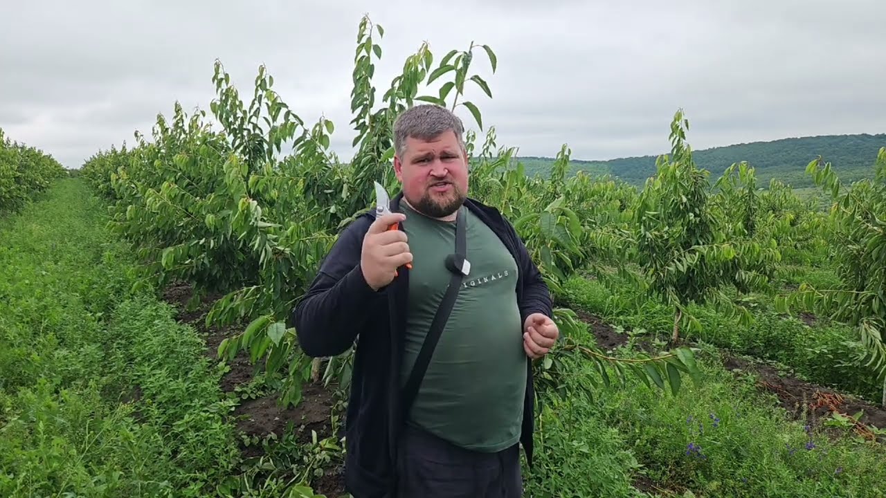 Tăieri în verde la cireși, repede și simplu