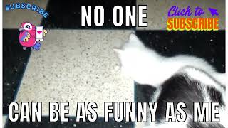 funny cat playing video screenshot 4