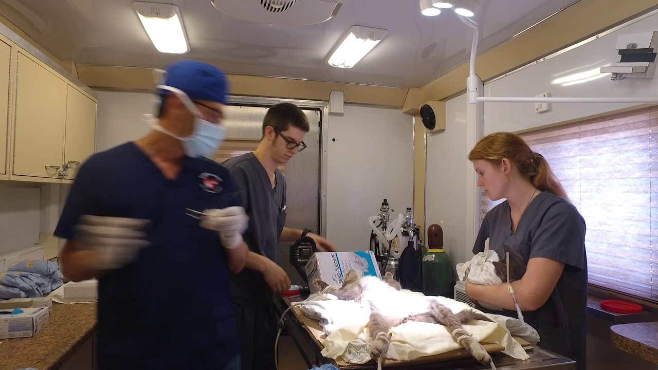 Liberty Humane Society Mobile Clinic YouTube