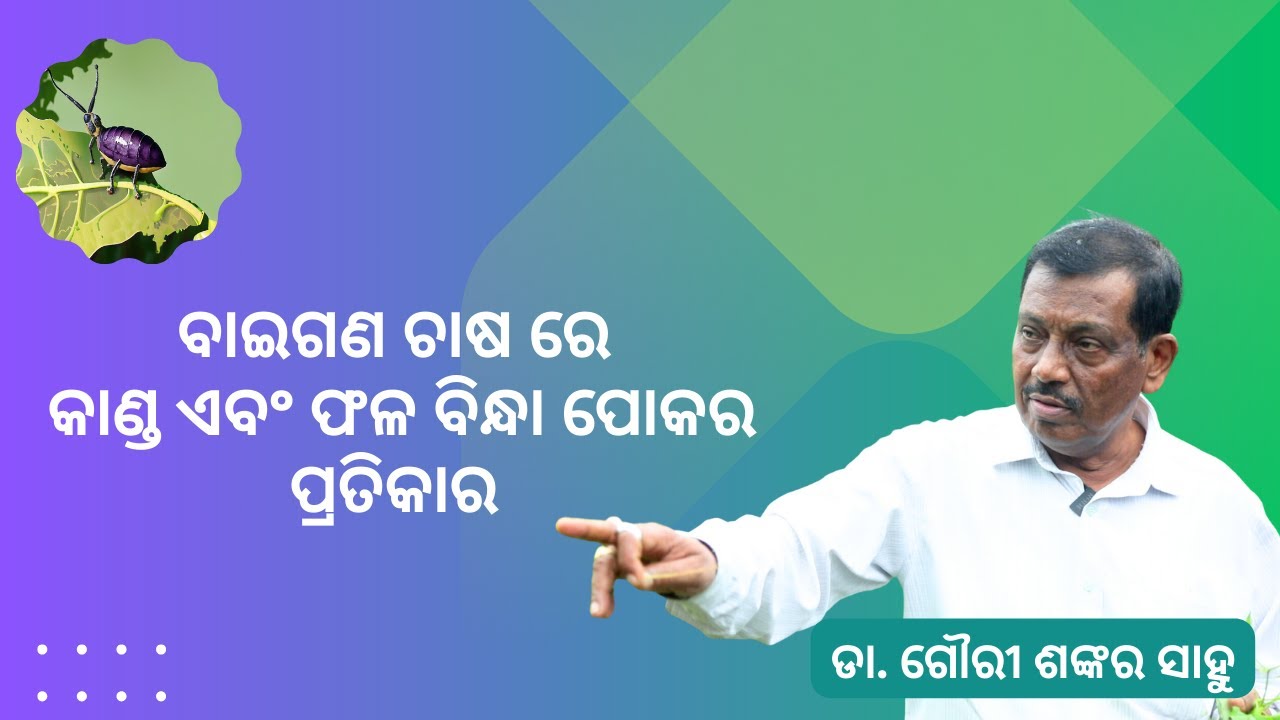 ବାଇଗଣ ଚାଷ ରେ କାଣ୍ଡ ଏବଂ ଫଳ ବିନ୍ଧା ପୋକର ପ୍ରତିକାର / Control of FSB in brinjal using NPM
