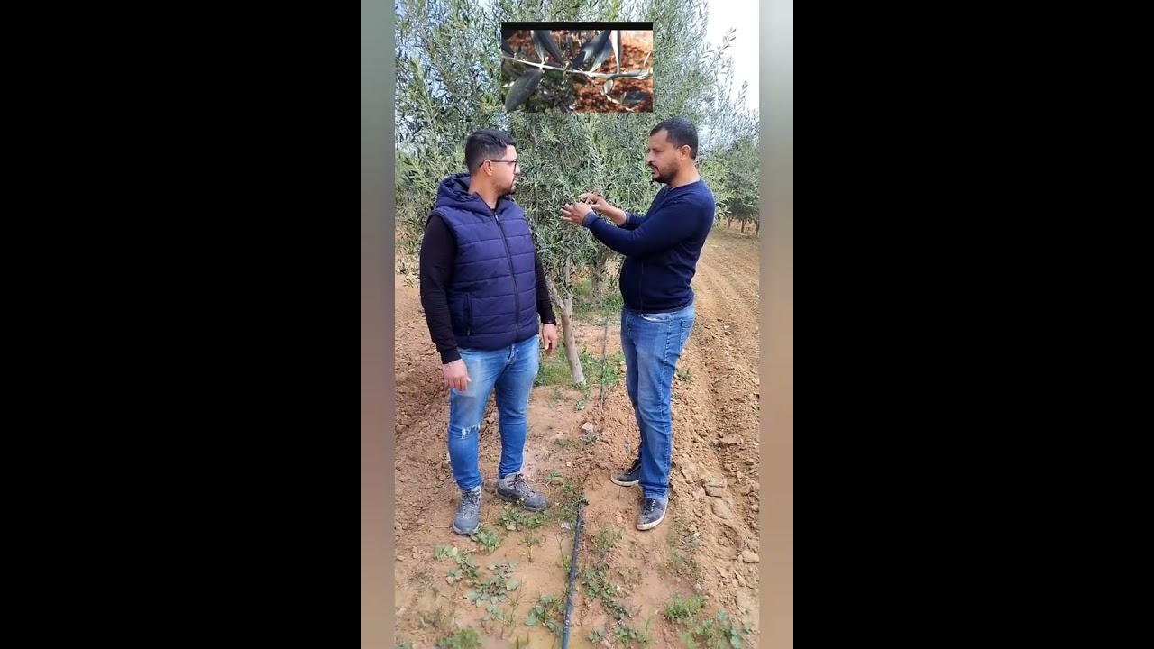 النصائح الفنية للإستعمال السليم للبور لشجرة الزيتون