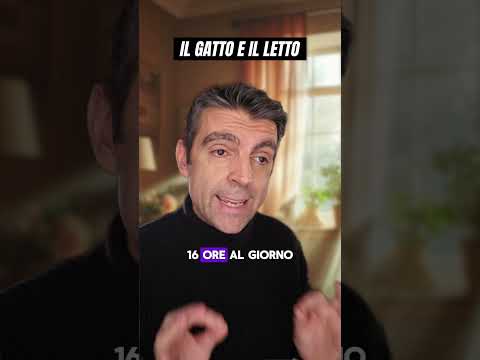 Gatto e letto