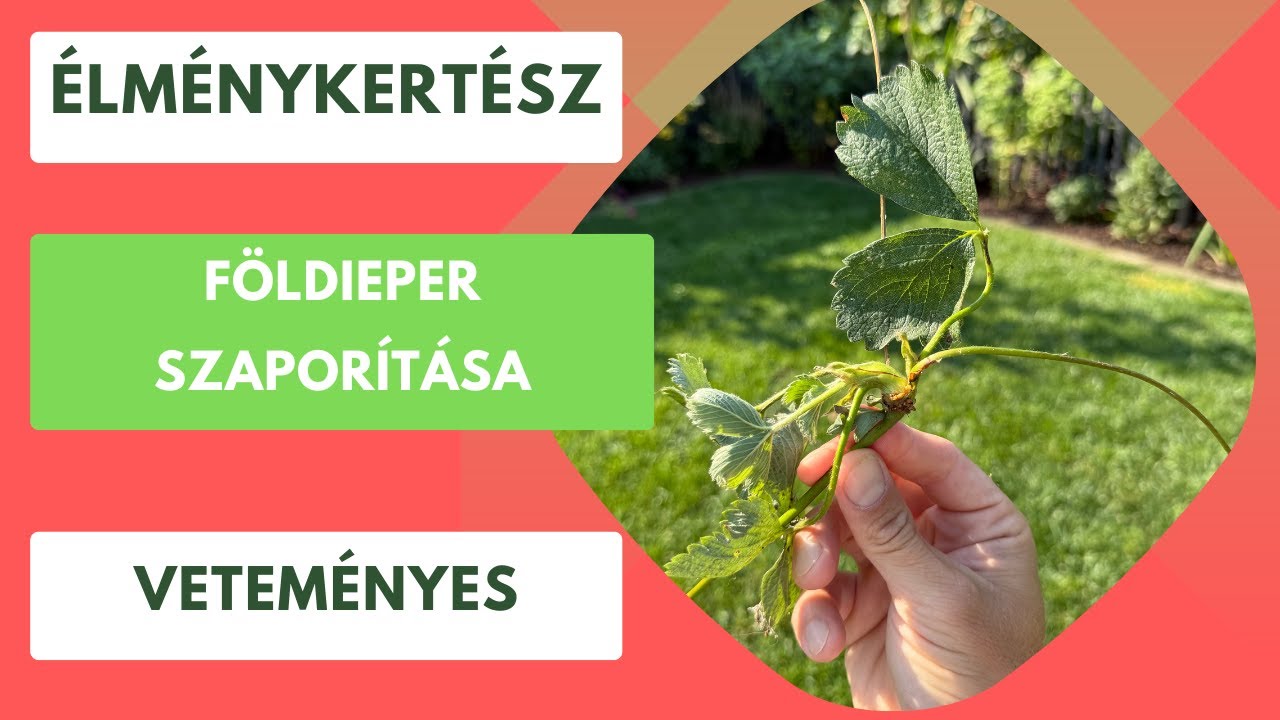 Így lesz ingyen sok földieper palántád jövőre!🍓
