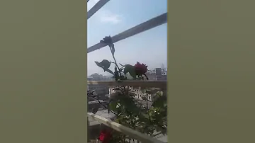 My rose flower tree | 10 roses in one time | My life chitchat