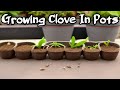 Growing clove in pots | How to grow clove plant at home | gardening House Guru