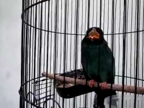 free-dowload-suara-tengkek-buto-durasi-panjang-cocok-untuk-masteran-lovebird