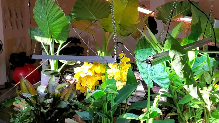 Leonards Indoor Pond