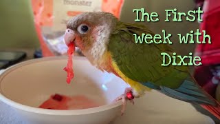 The first week with our 3 month old Pineapple Green Cheek Conure!