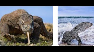 The Komodo Dragon X Water Monitor Hybrid A Scientific Breakthrough
