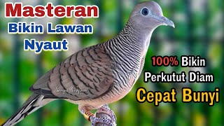 PERKUTUT LOKAL GACOR SUARA BESAR - Masteran bikin perkutut cepat bunyi.