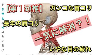 肩コリ/首コリ/目の疲れを一気に解消【第１頚椎の横突起】