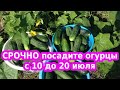 СРОЧНО ПОСАДИТЕ ОГУРЦЫ ДО 20 ИЮЛЯ ЧТО БЫ СОБИРАТЬ БОГАТЫЙ УРОЖАЙ