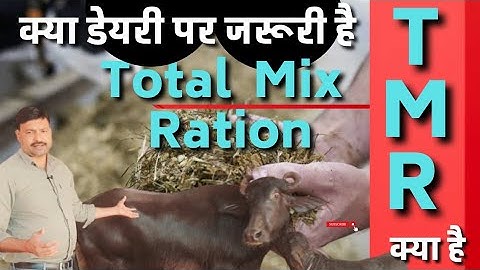 TMR 👉Total Mixed Ration for Dairy cows / TMR feeding dairy cows