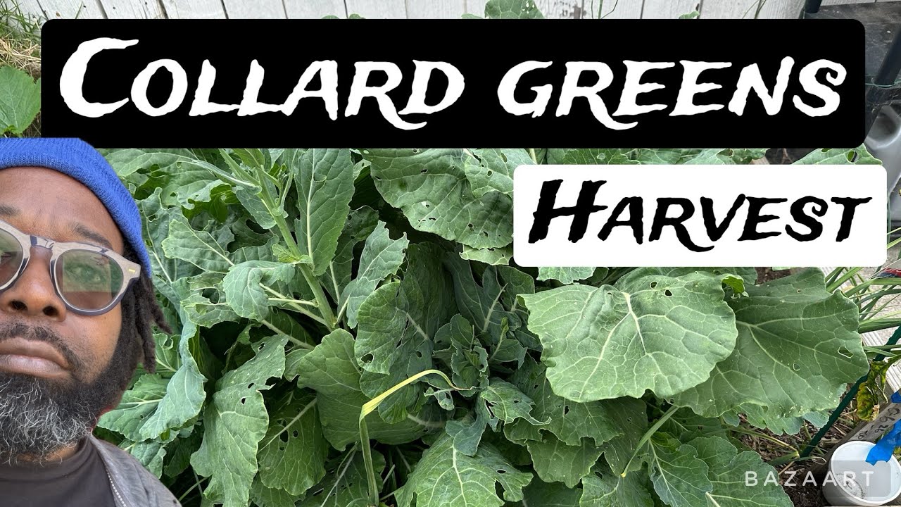 HOW TO HARVEST COLLARDS viral gardening dragonfruit green garden HOW TO HARVEST COLLARDS viral gardening dragonfruit green garden