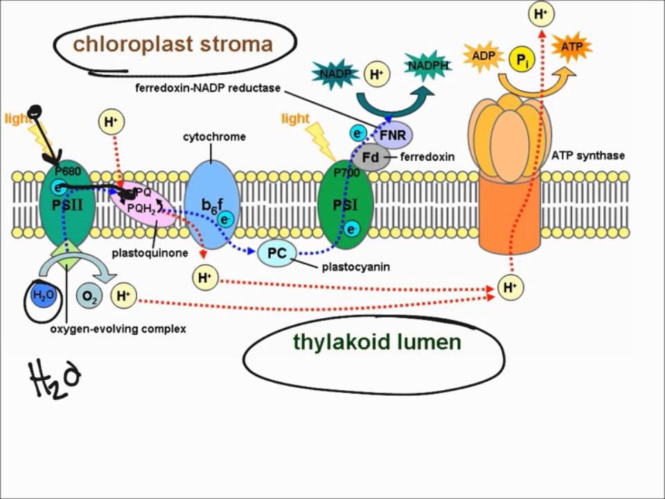 Lege med Dwelling Penelope Light Dependent Reactions - YouTube