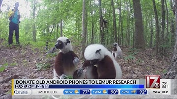 Donate your old Android phone to Duke lemurs