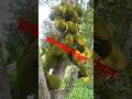 রাজশাহীর কাঁঠাল #shortvideo #shorts #short #viral #rajshahi_vlog