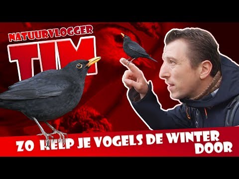 Video: Zo Help Je De Vogels De Winter Door?