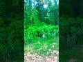 The calm nature