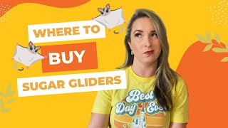 Where to BUY Sugar Gliders from & where you should NOT get sugar gliders from | Sugar Glider Diaries