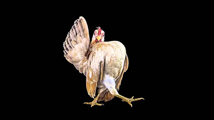 Misty's Chicken Story