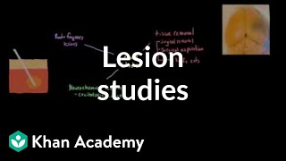 Lesion studies and experimental ablation | Organ Systems | MCAT | Khan Academy