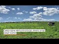 Биектау районының Юртыш авылында ферма сыерлары авыл буйлап йөри, урам уртасында үлеп ята