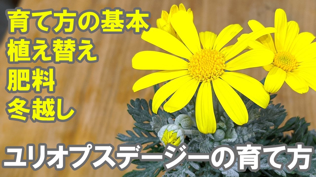 ユリオプスデージーの育て方 重要 肥料やりのポイント 切り戻し 花がら摘み 摘芯 剪定 Youtube
