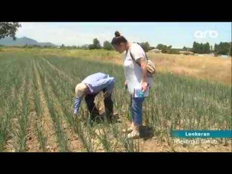 Video: Tərəvəz Necə Yığılır