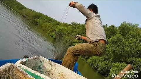 Cận cảnh cách bắt cá ngát ở huyện Cần Giờ, Sài Gòn