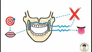 Inferior Alveolar Nerve Injury And Mandibular Anatomy Usmle
