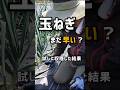 玉ねぎまだ早い？試しに収穫した結果…