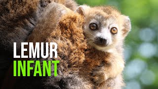 Endangered Lemur Born at Belfast Zoo