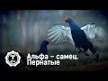 Альфа – самец. Пернатые | Т24