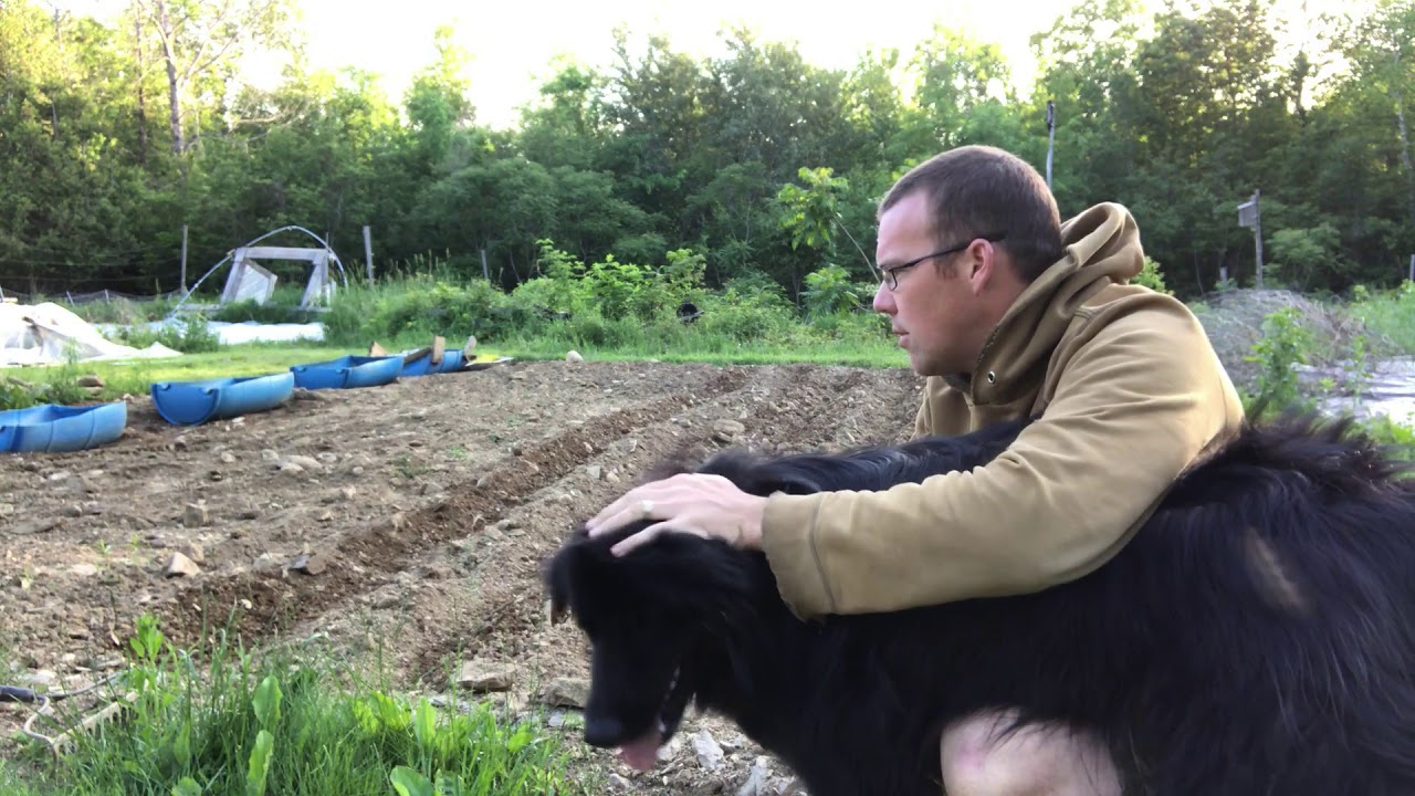 How to Planting Homestead Scale Rice Part 2 - YouTube