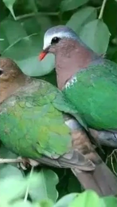 suara pikat burung punai tanah dijamin langsung nyaut