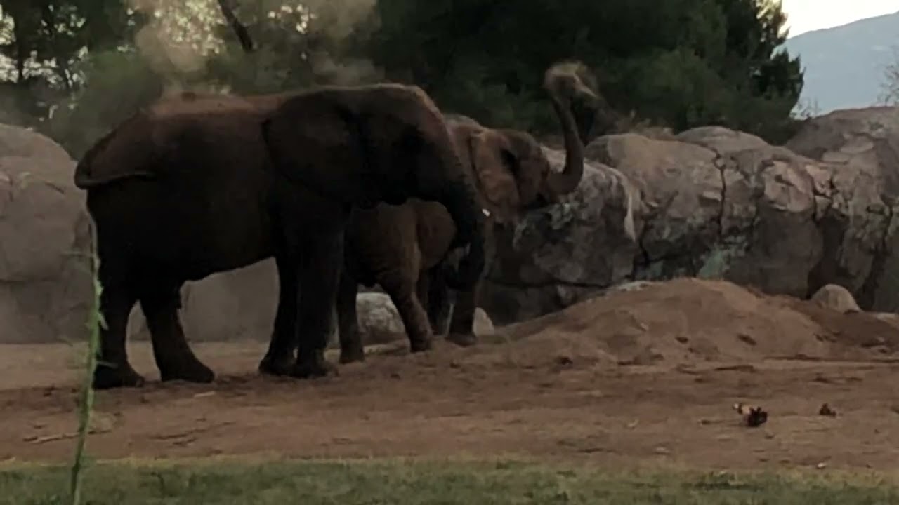 Elephants at Reid Park Zoo 